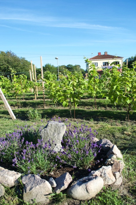 Luna Cafe vineyard